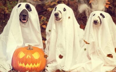 Halloween – Satanismus fürs Volk