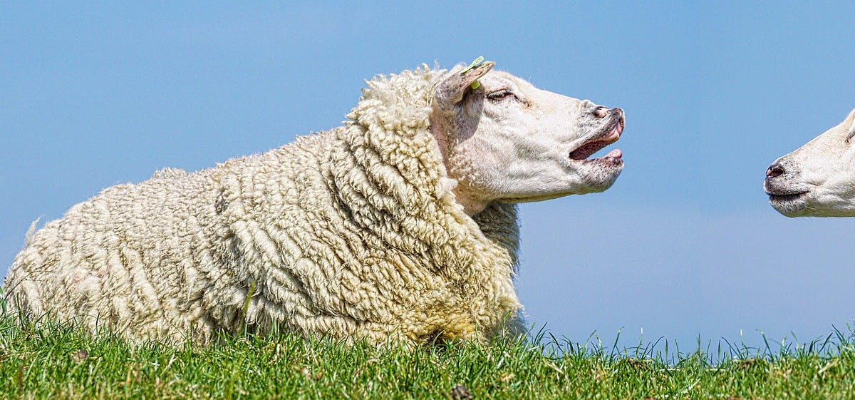 Neid frisst Hirn. Neid und Grenzenlos Leben schliessen sich aus!